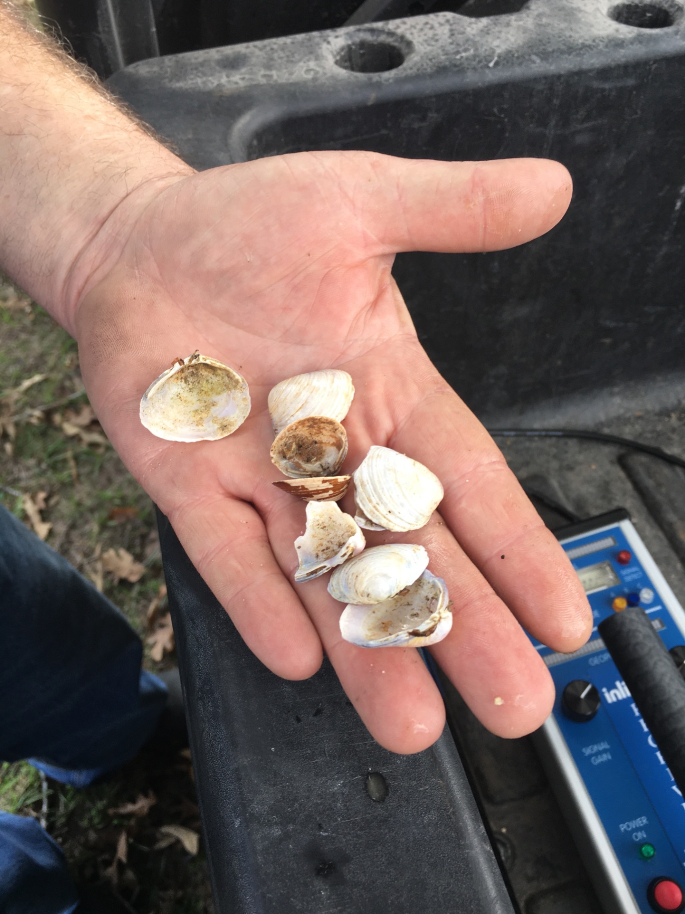 Clam shells removed from raw water pipeline